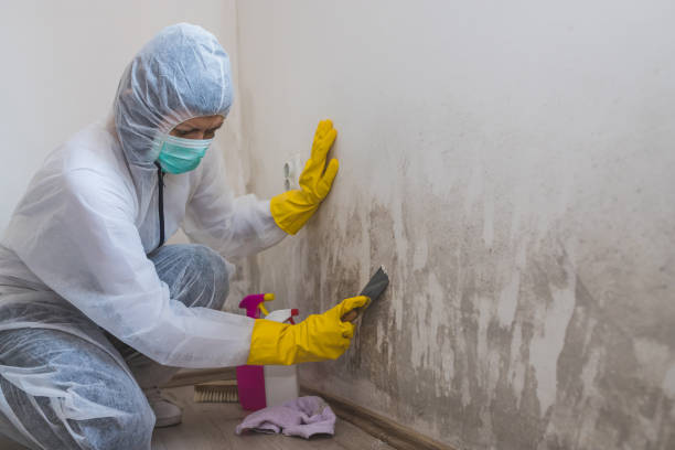 Best Fast Mold Removal  in Salton City, CA