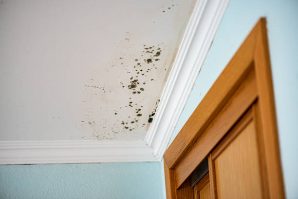 Best Certified Mold Removal  in Salton City, CA