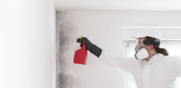 Best Mold Removal Near Me  in Salton City, CA