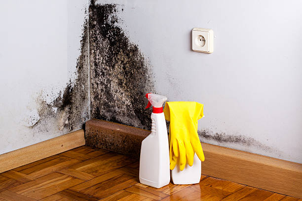 Best Certified Mold Removal  in Salton City, CA