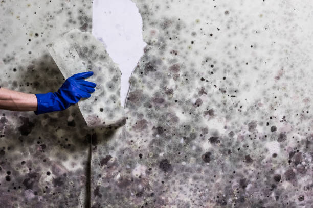 Best Mold Damage Repair  in Salton City, CA