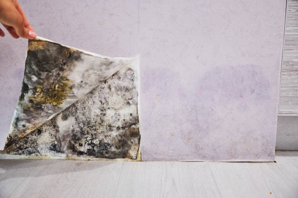 Best Mold Cleaning Services  in Salton City, CA